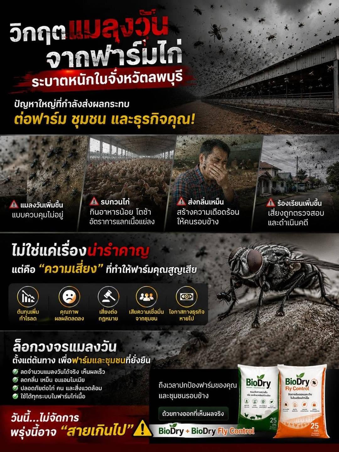 วิกฤตแมลงวันในฟาร์มไก่ เมื่อปัญหาเล็ก ๆ กลายเป็นความเสียหายใหญ่