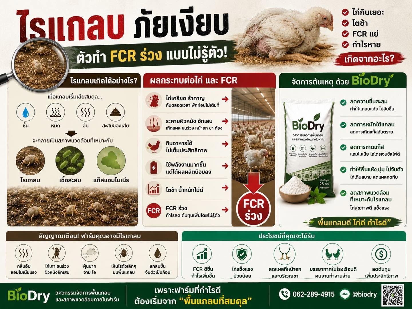 ไรแกลบ...ภัยเงียบที่ทำให้ FCR ร่วงแบบไม่รู้ตัว